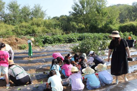 20240911 학교로 오는 텃밭체험활동-1,2학년-